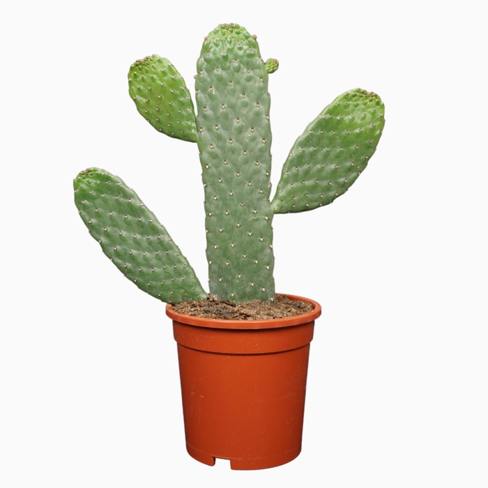 Opuntia