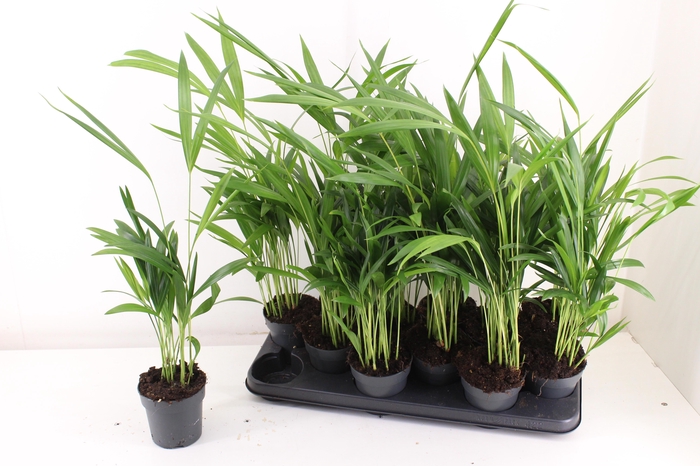 <h4>DYPSIS LUTESCENS</h4>