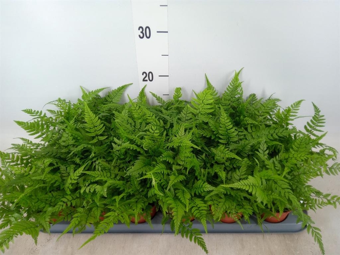 <h4>Athyrium   ...</h4>