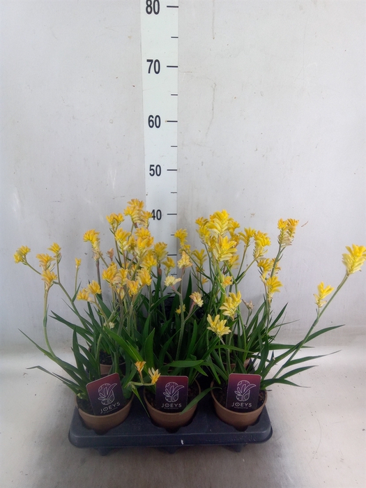 <h4>Anigozanthos   ...</h4>