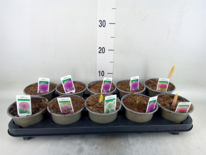 <h4>Allium   ...mix</h4>