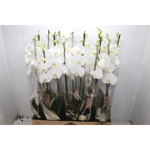 PHALAENOPSIS P12 BRANCO 2 HT