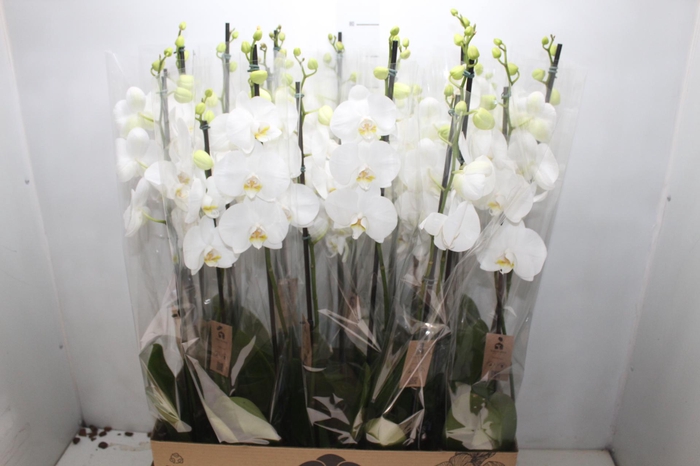 <h4>PHALAENOPSIS P12 BRANCO 2 HT</h4>