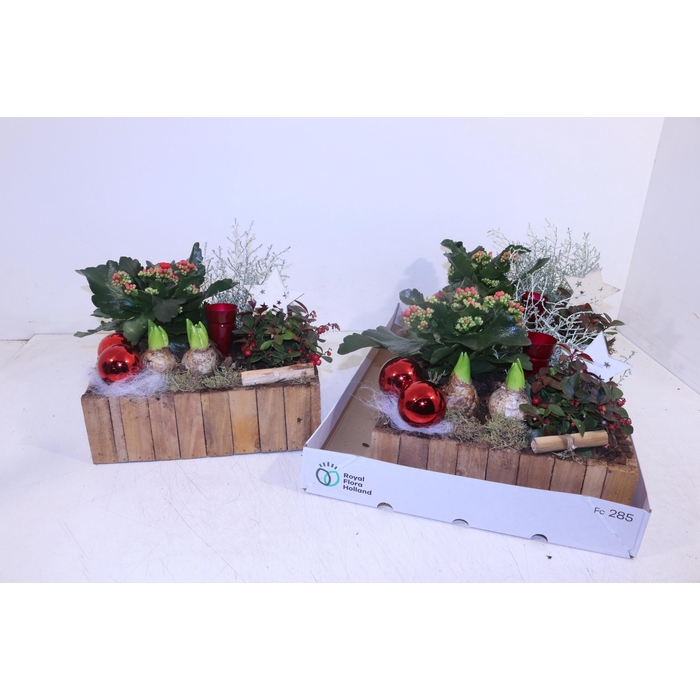 <h4>ARR TUINPLANTEN</h4>