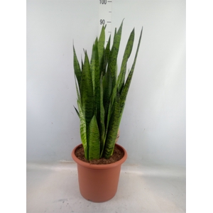 Sansevieria zeylanica