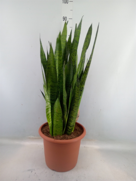 <h4>Sansevieria zeylanica</h4>