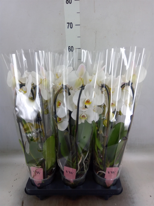<h4>Phalaenopsis  'Elegant Cascade'</h4>