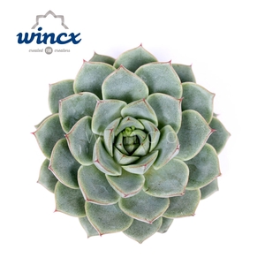 Echeveria fabiola cutflower wincx-8cm