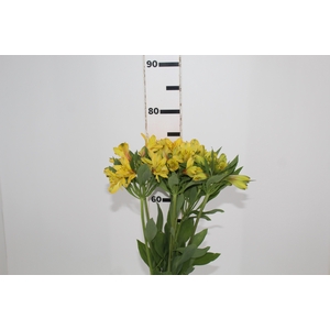ALSTROEMERIA CARIBBEAN 080 CM