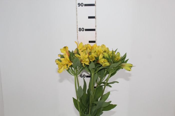 <h4>ALSTROEMERIA CARIBBEAN 080 CM</h4>