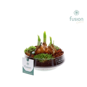 Green Bottle Iris Small met Bollen mix