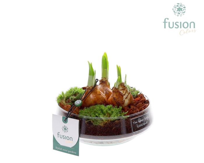 <h4>Green Bottle Iris Small met Bollen mix</h4>