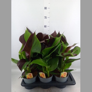 Canna  'Cleopatra'