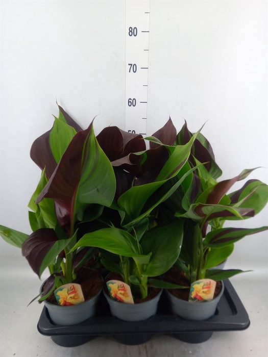 <h4>Canna  'Cleopatra'</h4>