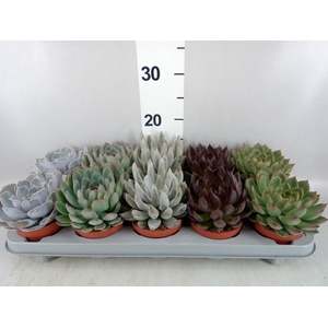 Echeveria   ...mix