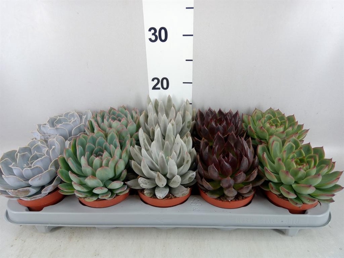 <h4>Echeveria   ...mix</h4>
