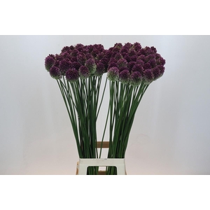 Allium Sphaerocephalon