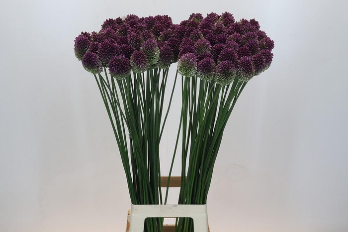 <h4>Allium Sphaerocephalon</h4>