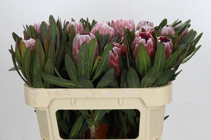 <h4>Protea Pink Ice</h4>
