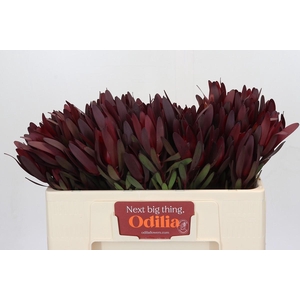 Leucadendron Saf Sunset Dark R.Spray