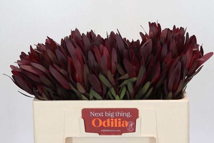 <h4>Leucadendron Saf Sunset Dark R.Spray</h4>