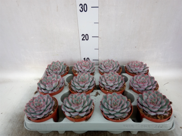 <h4>Echeveria  'Hercules'</h4>