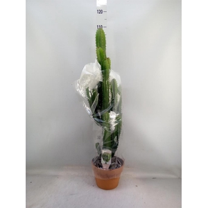 Euphorbia acrurensis