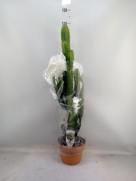 <h4>Euphorbia acrurensis</h4>