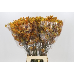 Anigozanthos Golden Girl