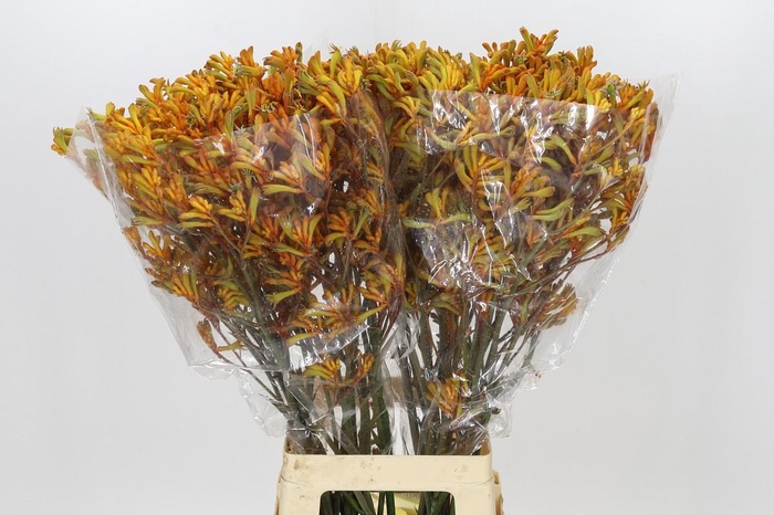 <h4>Anigozanthos Golden Girl</h4>