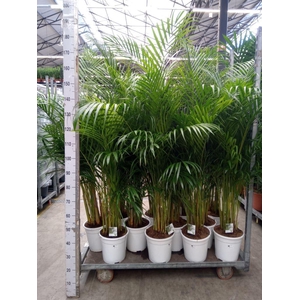 Dypsis lutescens   ...Chrysalidoca