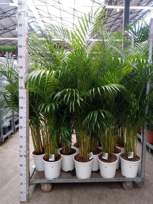 <h4>Dypsis lutescens   ...Chrysalidoca</h4>