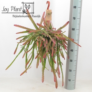 Lepismium cruciforme