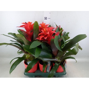 Bromelia   ...mix