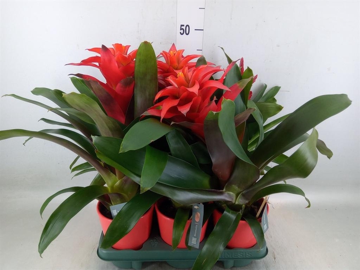 <h4>Bromelia   ...mix</h4>