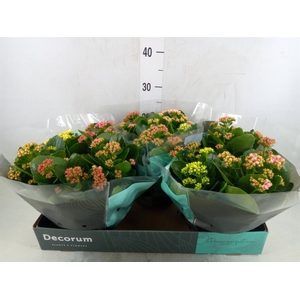 Kalanchoe blos.   ..rosebud mix/pot
