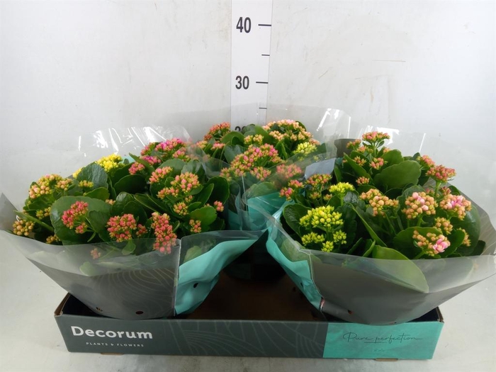 <h4>Kalanchoe blos.   ..rosebud mix/pot</h4>