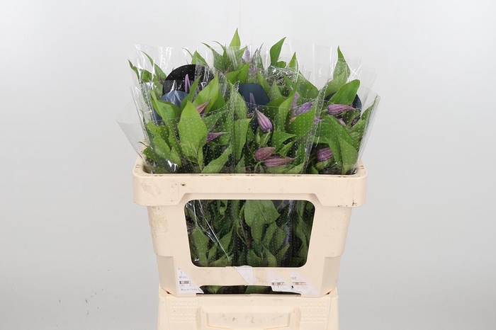 <h4>Clem Amazing London</h4>