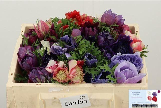 <h4>ANEM GEM BS</h4>