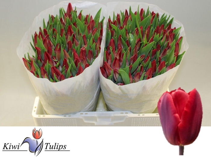 <h4>TU EN RED GOLD</h4>