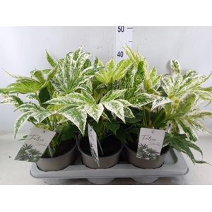 Fatsia japonica 'Variegata'
