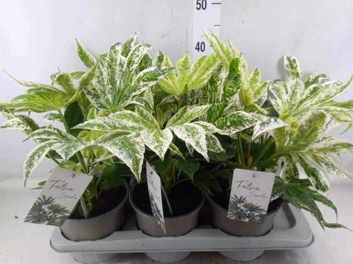 <h4>Fatsia japonica 'Variegata'</h4>