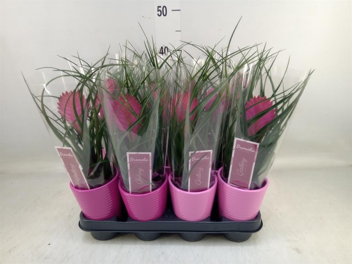 <h4>Tillandsia cyanea 'Anita'</h4>