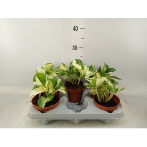 Epipremnum   ...