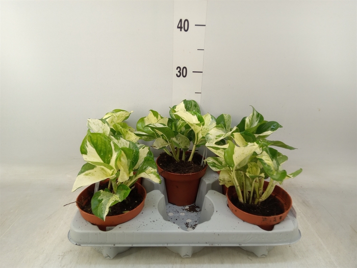 <h4>Epipremnum   ...</h4>