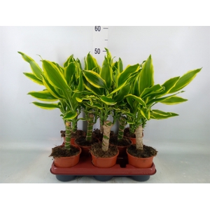 Dracaena frag. 'Golden King'