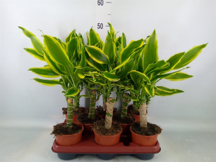 <h4>Dracaena frag. 'Golden King'</h4>