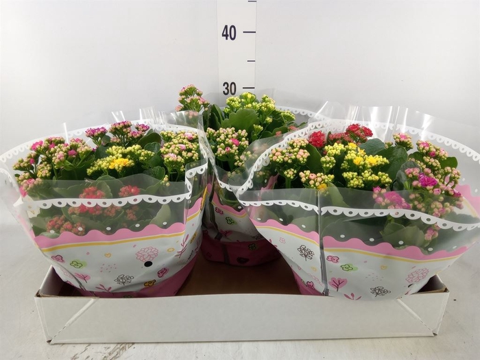 <h4>Kalanchoe blos.   ..rosebud mix/pot</h4>