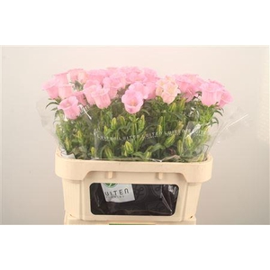 Campanula Med Pearl Pink