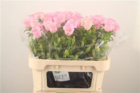 <h4>Campanula Med Pearl Pink</h4>